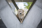 Portrait Terrier-Mischling