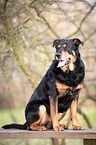 Rottweiler-Mischling