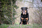 Rottweiler-Mischling