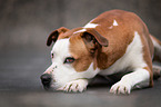 American-Staffordshire-Terrier-Mischling