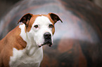 American-Staffordshire-Terrier-Mischling