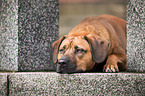 Rhodesian-Ridgeback-Mischling