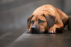 Rhodesian-Ridgeback-Mischling