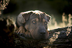 Shar-Pei-Mischling