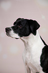 English-Pointer-Mischling
