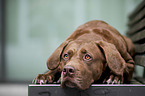 liegender Labrador-Dogge-Mix