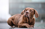 liegender Labrador-Dogge-Mix