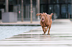 rennender Labrador-Dogge-Mix