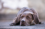 liegender Labrador-Dogge-Mix