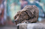 liegender Labrador-Dogge-Mix