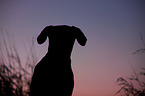 Labrador-Dogge-Mix Portrait