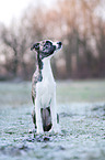 sitzender Whippet-Border-Collie