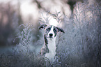 Whippet-Border-Collie Portrait