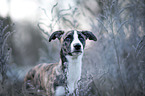 Whippet-Border-Collie Portrait