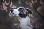 Whippet-Border-Collie Portrait