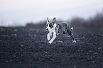 rennender Whippet-Border-Collie