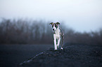 laufender Whippet-Border-Collie