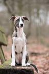 sitzender Whippet-Border-Collie