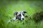 Whippet-Border-Collie Portrait