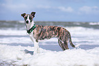 stehender Whippet-Border-Collie
