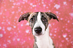 Whippet-Border-Collie Portrait