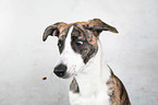 Whippet-Border-Collie Portrait