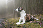 liegender Whippet-Border-Collie