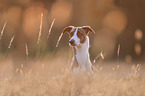 Whippet-Border-Collie Portrait