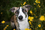 Whippet-Border-Collie Portrait