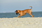 Boxer-Mischling am Strand