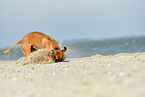 Boxer-Mischling am Strand