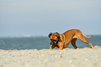 Boxer-Mischling am Strand
