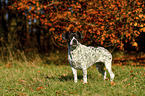 stehender Pointer-French-Bulldog-Mischling
