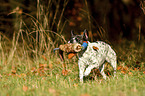 rennender Pointer-French-Bulldog-Mischling