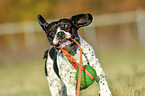rennender Pointer-French-Bulldog-Mischling