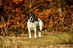 stehender Pointer-French-Bulldog-Mischling