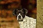 Pointer-French-Bulldog-Mischling Portrait