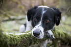 liegender Kleiner-Mnsterlnder-Epagneul-Breton-Mischling