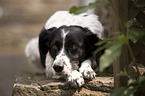 liegender Kleiner-Mnsterlnder-Epagneul-Breton-Mischling
