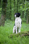 stehender Kleiner-Mnsterlnder-Epagneul-Breton-Mischling