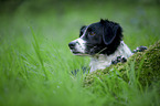 Kleiner-Mnsterlnder-Epagneul-Breton-Mischling Portrait