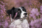 Kleiner-Mnsterlnder-Epagneul-Breton-Mischling Portrait