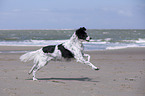 rennender Kleiner-Mnsterlnder-Epagneul-Breton-Mischling