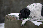 liegender Kleiner-Mnsterlnder-Epagneul-Breton-Mischling