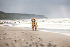 English-Cocker-Spaniel-Mischling am Strand