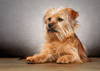 liegender Terrier-Mischling