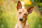 Podenco-Mischling Portrait