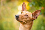 Podenco-Mischling Portrait