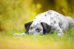 liegender Border-Collie-Labrador-Retriever