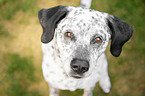 sitzender Border-Collie-Labrador-Retriever